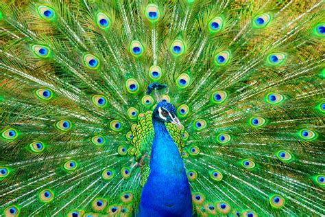 <strong>Peacock</strong> has a strict limit of 3 concurrent streams per account, regardless of whether <strong>you</strong> have the ad-supported or ad-free plan. . Can you download on peacock